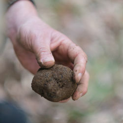 Picture of FRESH BLACK PERIGORD TRUFFLE